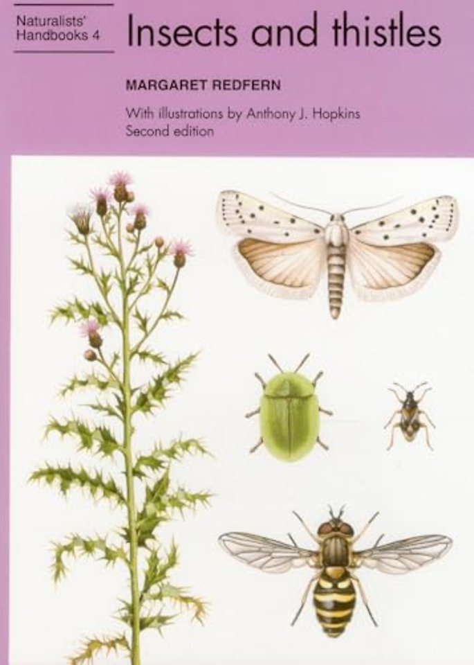 Insects and thistles