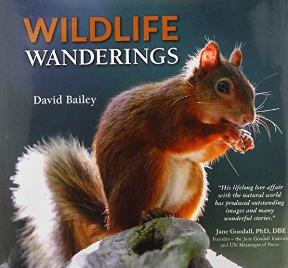 Wildlife Wanderings
