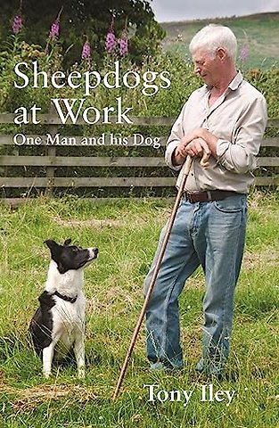 Sheepdogs at Work