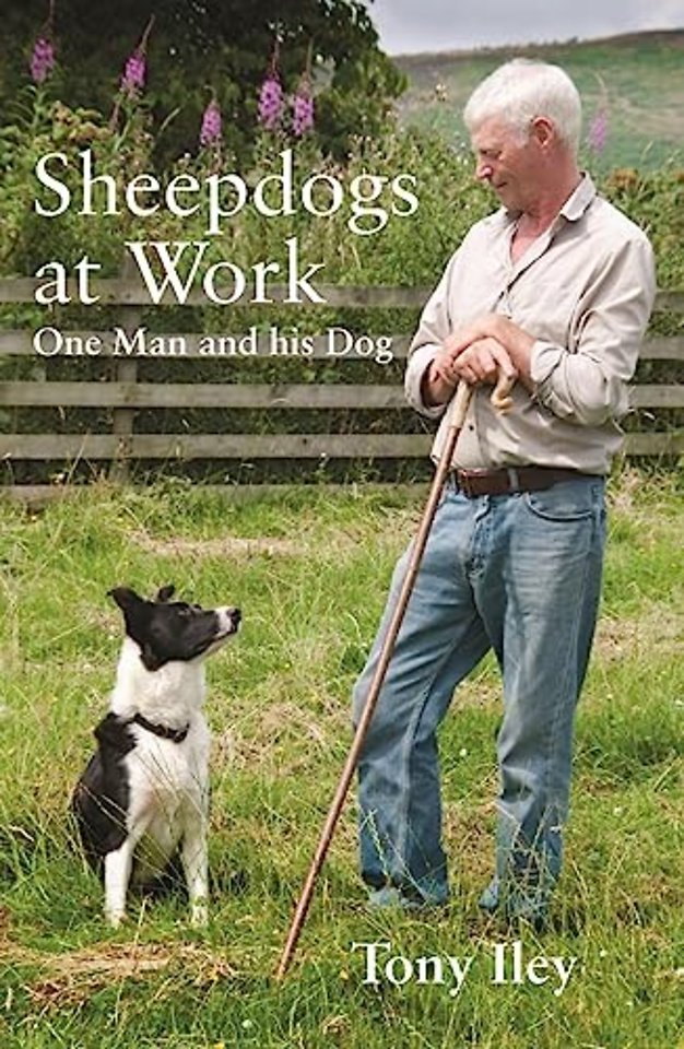 Sheepdogs at Work