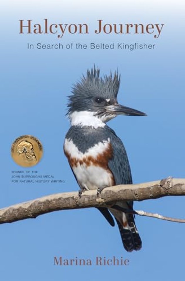 Halcyon Journey – In Search of the Belted Kingfisher
