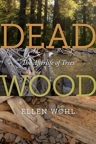 Dead Wood – The Afterlife of Trees