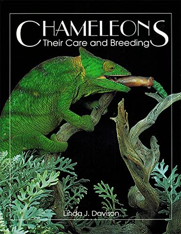 Chameleons