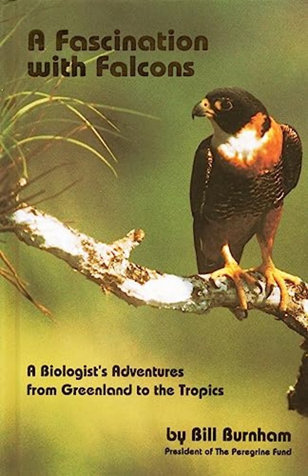 Fascination with Falcons