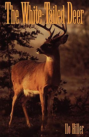 White–Tailed Deer