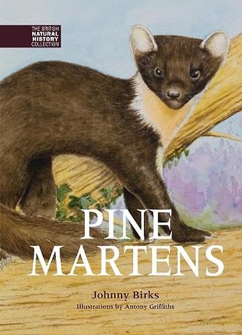 Pine Martens