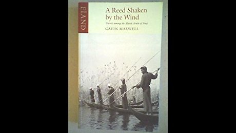 A Reed Shaken by the Wind