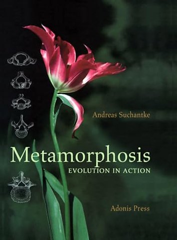 Metamorphosis
