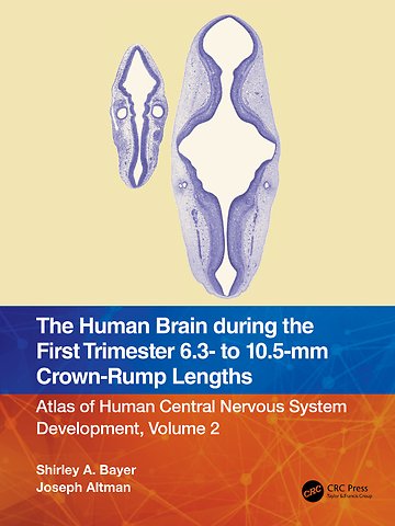 Human Brain during the First Trimester 6.3- to 10.5-mm Crown-Rump Lengths