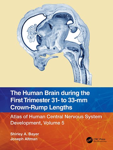 Human Brain during the First Trimester 31- to 33-mm Crown-Rump Lengths