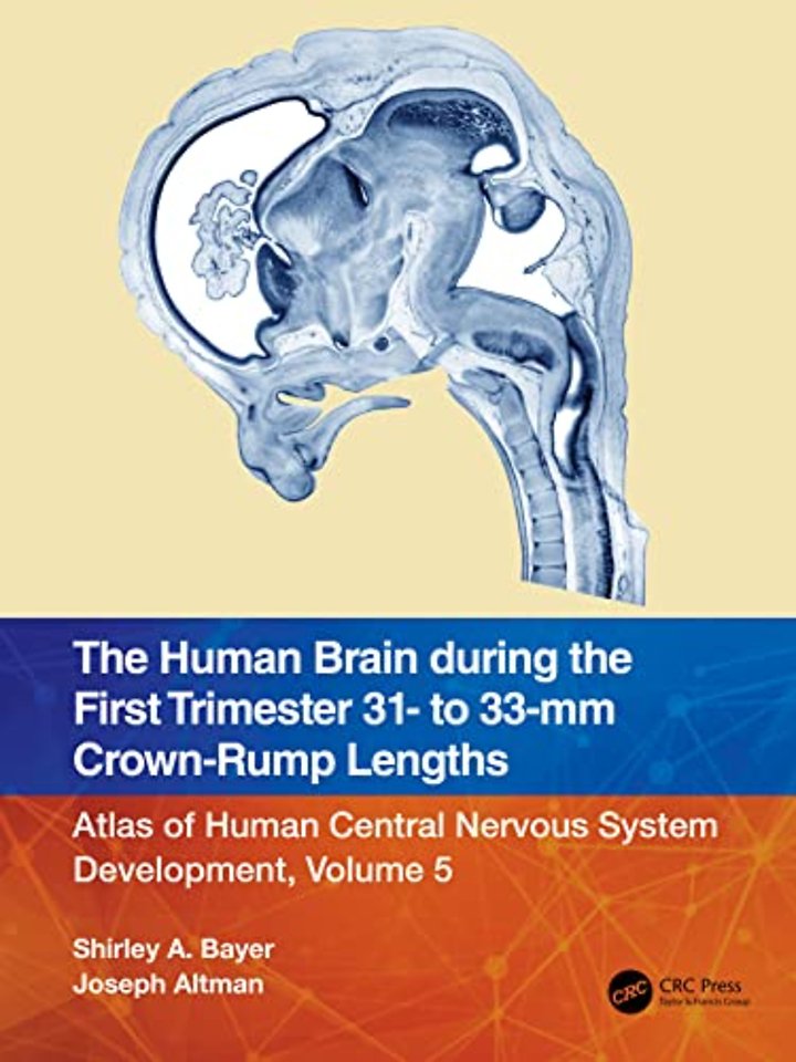 Human Brain during the First Trimester 31- to 33-mm Crown-Rump Lengths
