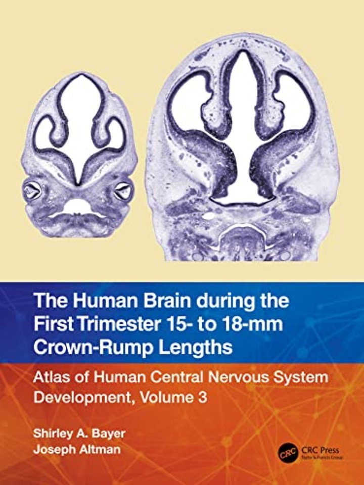 Human Brain during the First Trimester 15- to 18-mm Crown-Rump Lengths