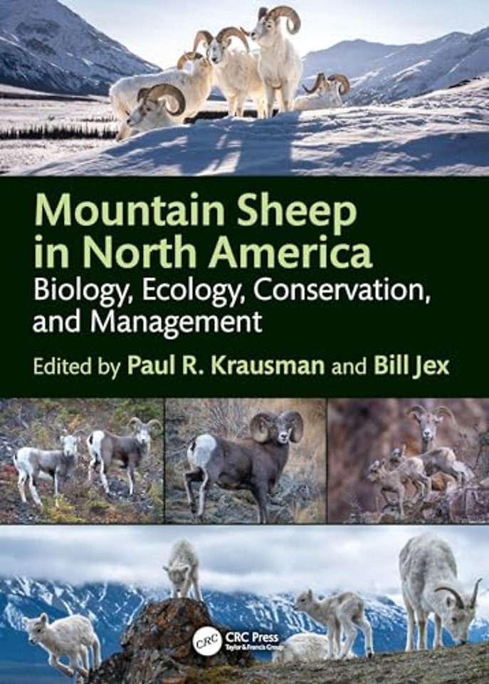 Mountain Sheep in North America