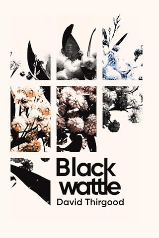 Blackwattle