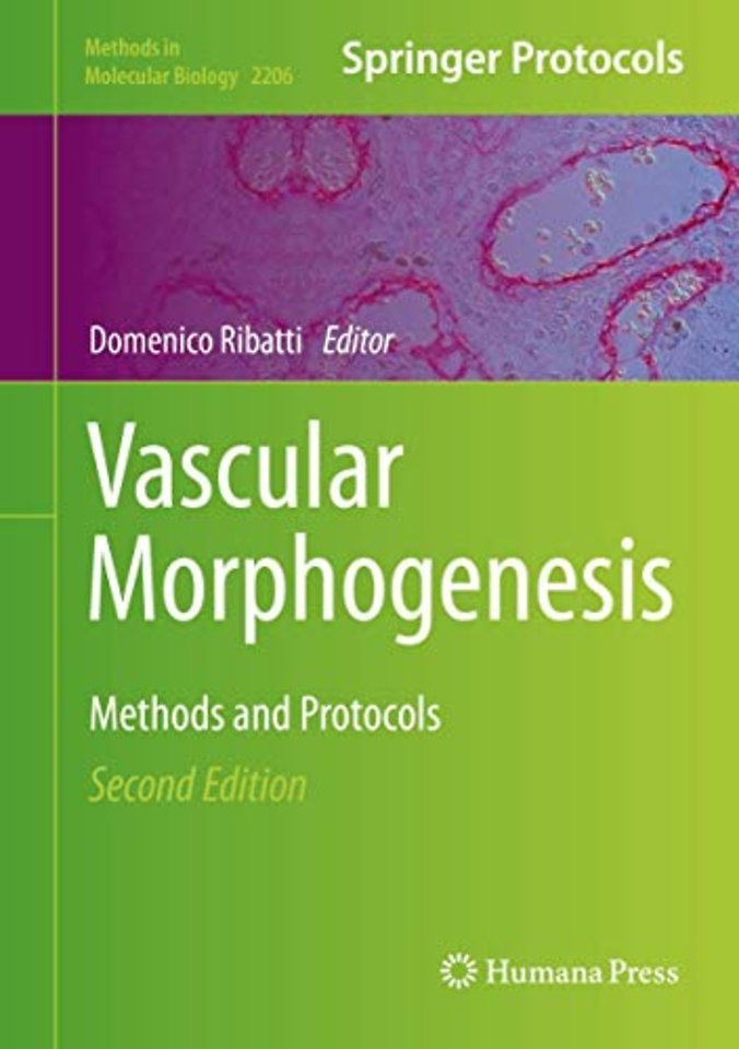 Vascular Morphogenesis