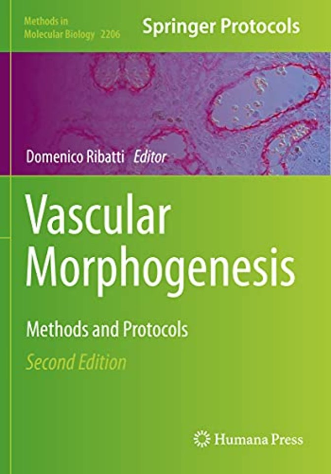 Vascular Morphogenesis