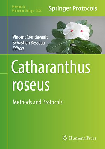Catharanthus roseus