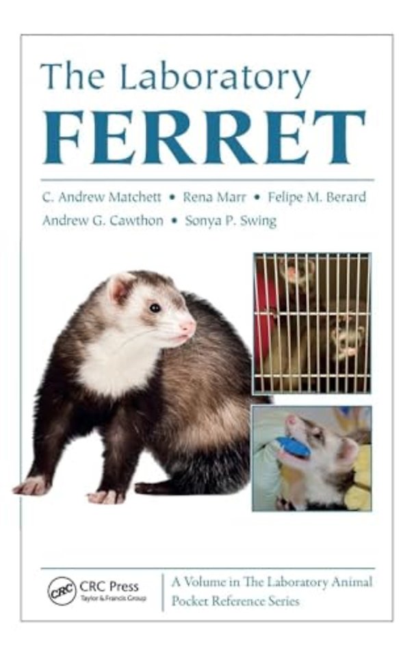 Laboratory Ferret
