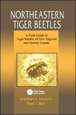 Northeastern Tiger Beetles