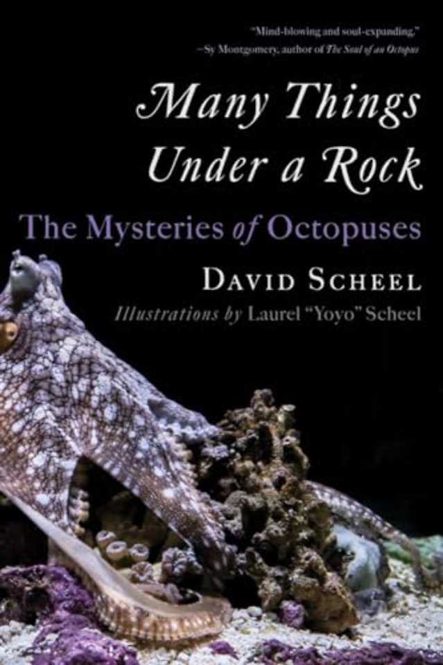 Many Things Under a Rock