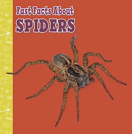 Fast Facts About Spiders