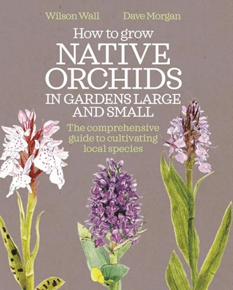 How to Grow Native Orchids in Gardens Large and Small
