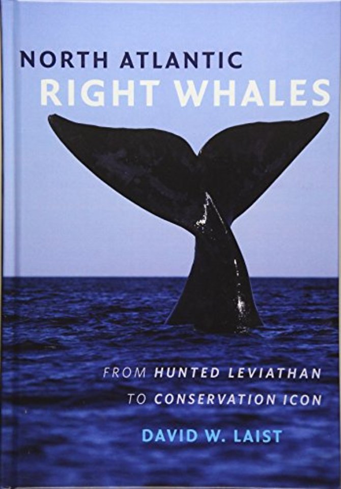 North Atlantic Right Whales – From Hunted Leviathan to Conservation Icon