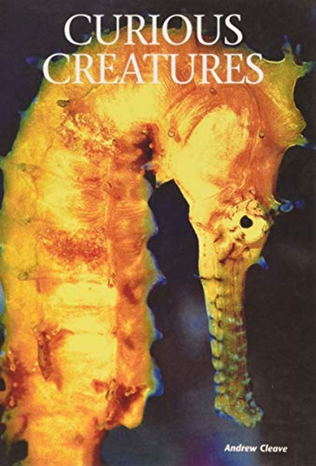 Curious Creatures