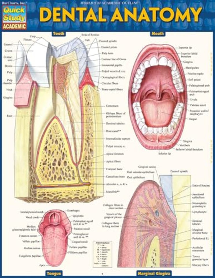Dental Anatomy