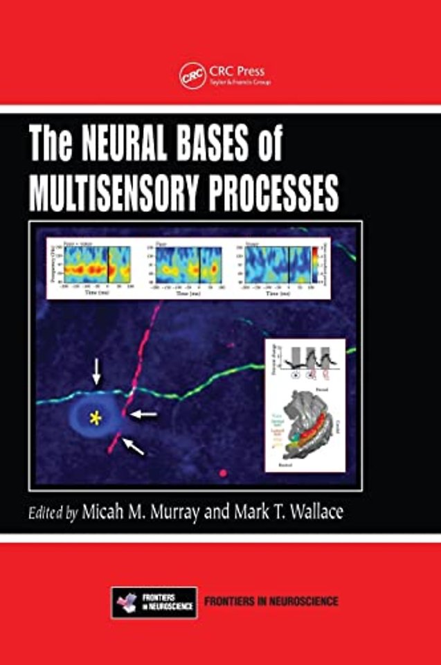 Neural Bases of Multisensory Processes