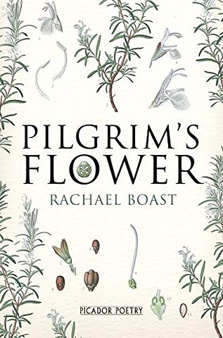 Pilgrim's Flower