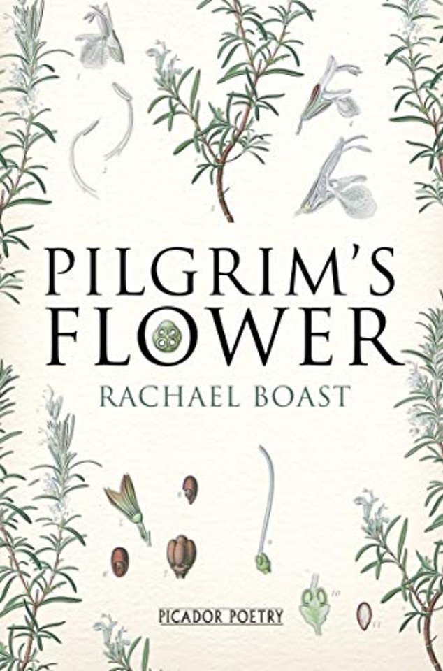 Pilgrim's Flower