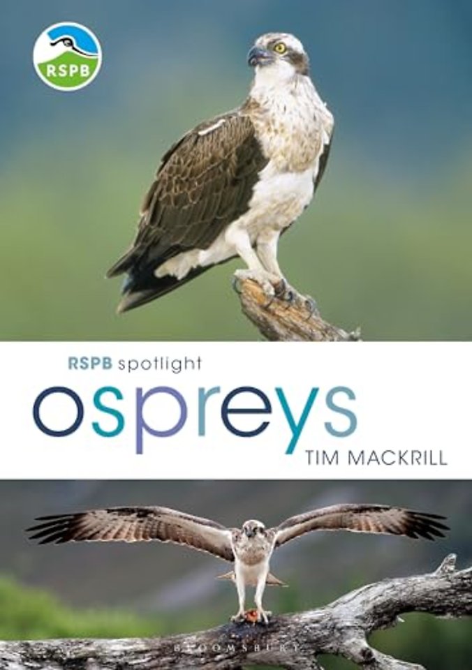 RSPB Spotlight Ospreys
