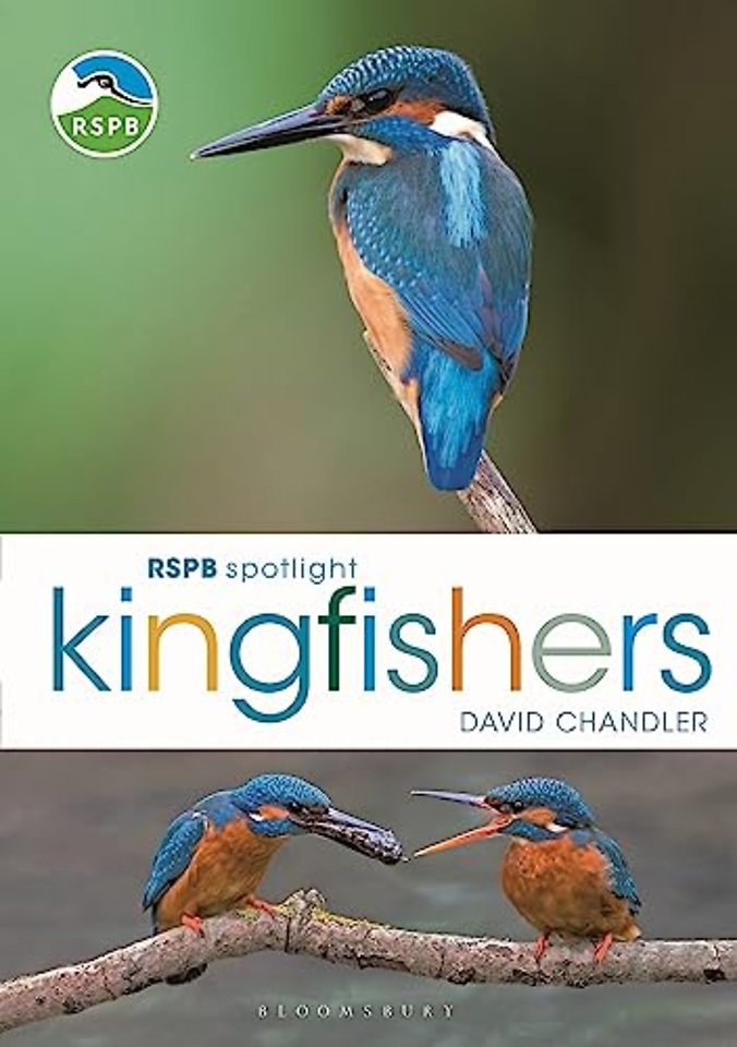 RSPB Spotlight Kingfishers