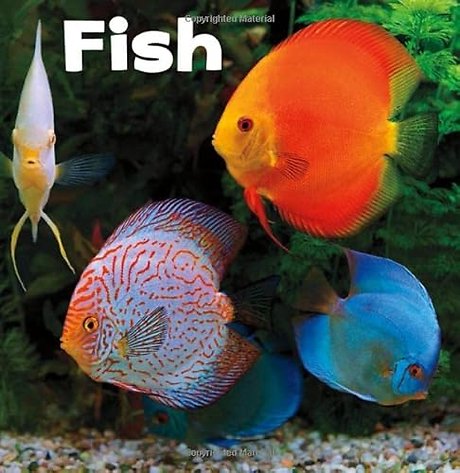 Fish