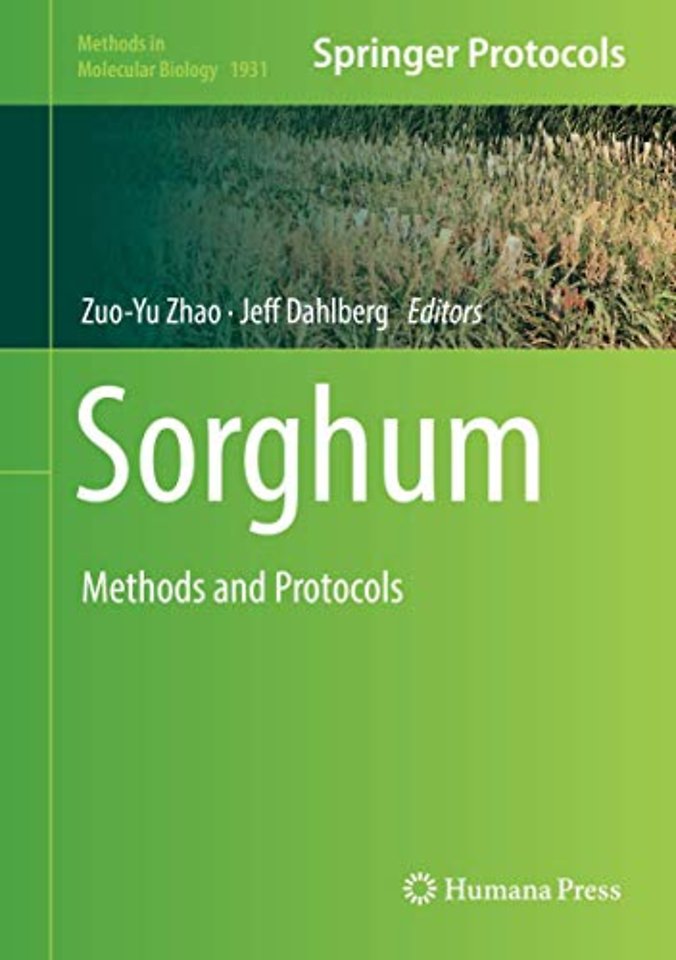 Sorghum