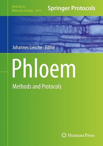 Phloem