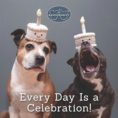 Sookie and Ivy Every Day Is a Celebration