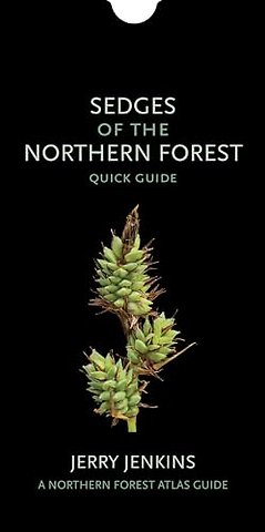 Sedges of the Northern Forest – Quick Guide