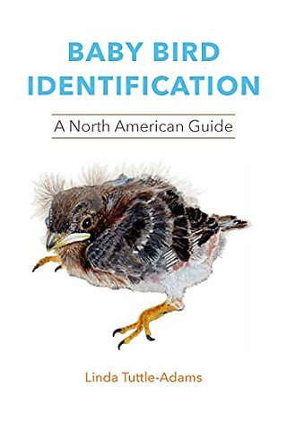 Baby Bird Identification – A North American Guide
