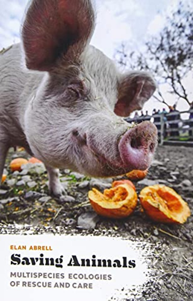 Saving Animals – Multispecies Ecologies of Rescue and Care