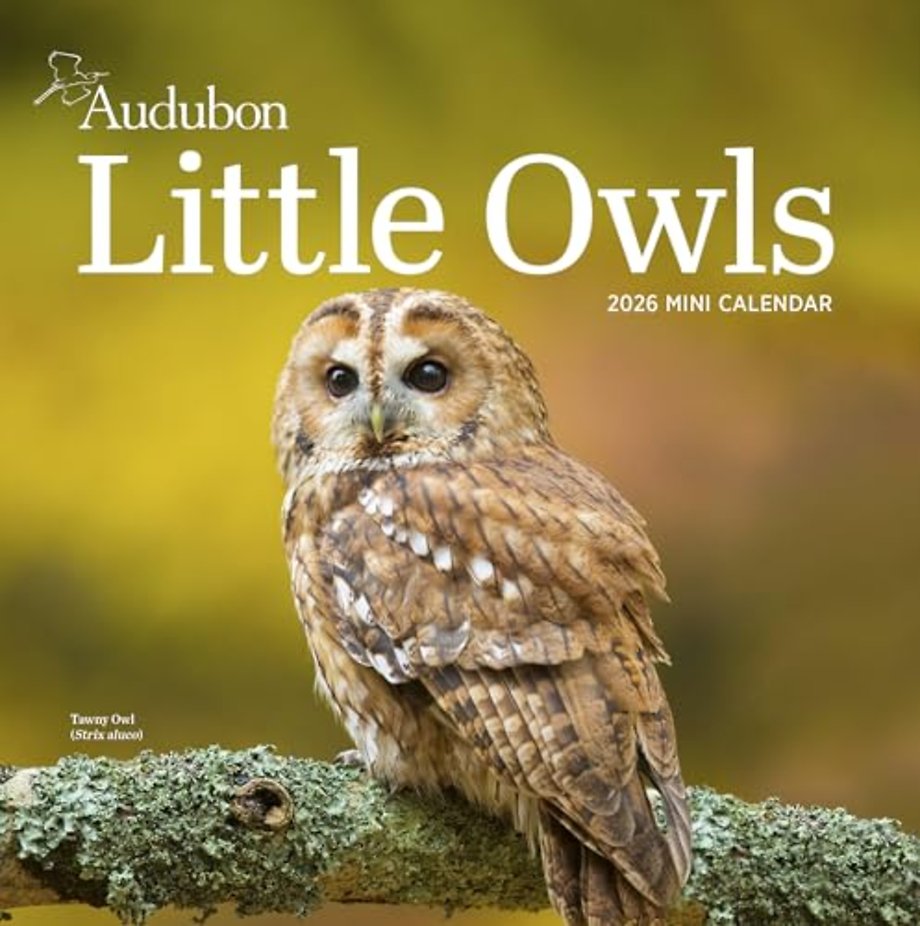 Audubon Little Owls Mini Wall Calendar 2026
