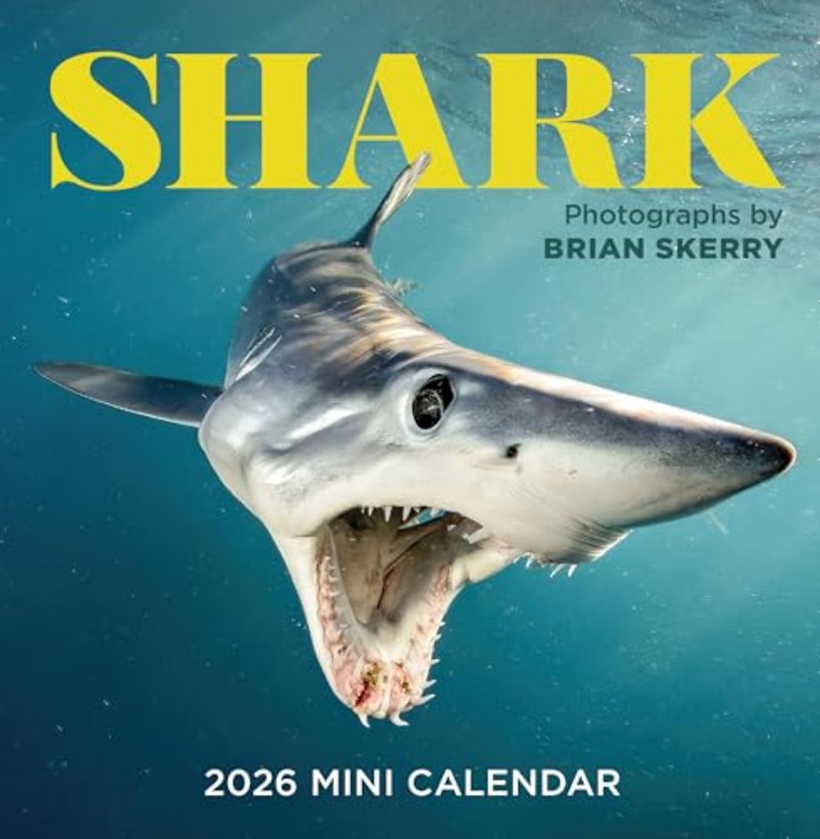 Shark Mini Wall Calendar 2026