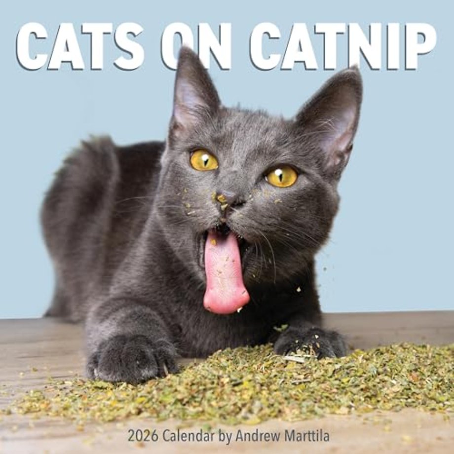 Cats on Catnip Wall Calendar 2026