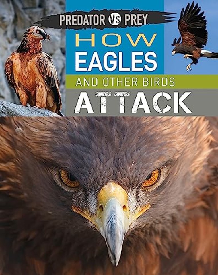 Predator vs Prey: How Eagles and other Birds Attack