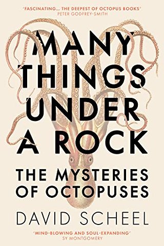 Many Things Under a Rock