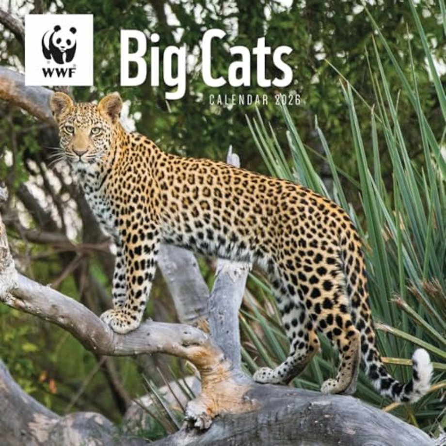 Wwf Big Cats Square Wall Calendar 2026