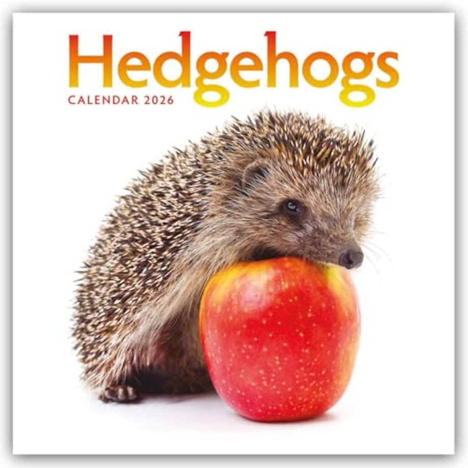 Hedgehogs Square Wall Calendar 2026