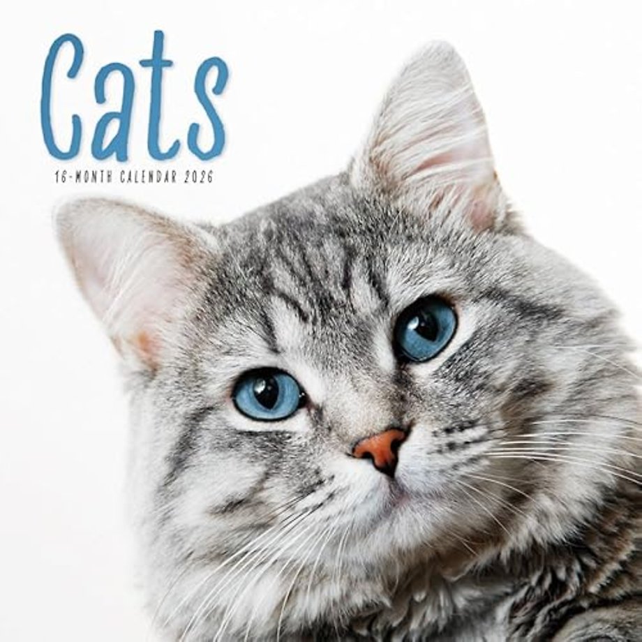 Cats Square Wall Calendar 2026