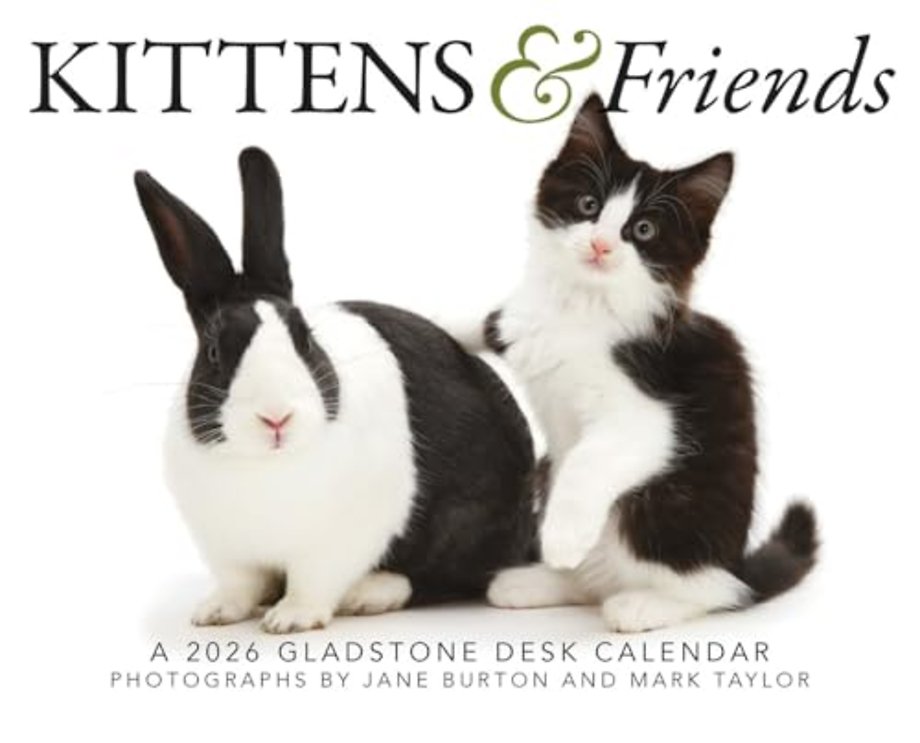 Kittens Friends Box Calendar 2026